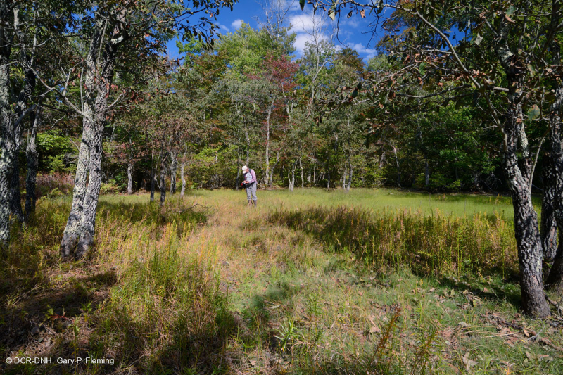 Hồ sụt Shenandoah Valley (Loại điển hình) – CEGL007858