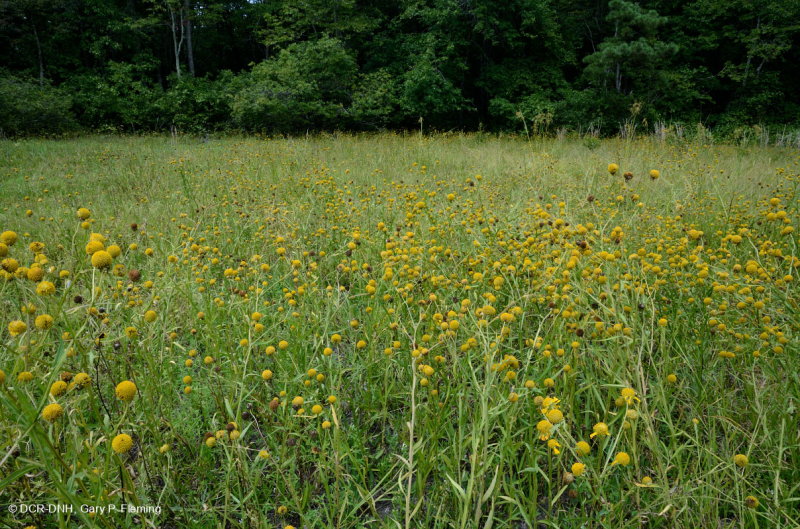 Hồ sụt Shenandoah Valley (Loại điển hình) – CEGL007858