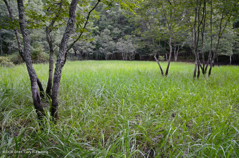 Hồ sụt Shenandoah Valley (Loại điển hình) – CEGL007858