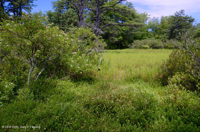 Ao núi Appalachian Trung tâm (Buttonbush - Loại cói Threeway) – CEGL003746