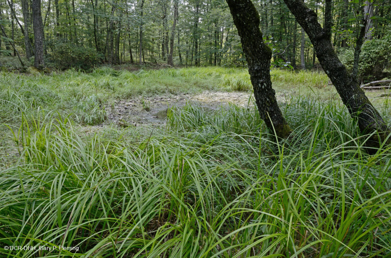 Ao núi Appalachian Trung tâm (Buttonbush - Loại cói Threeway) – CEGL003746
