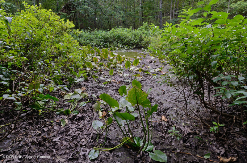 Ao núi Appalachian Trung tâm (Buttonbush - Loại cói Threeway) – CEGL003746