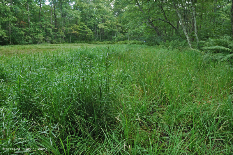 Ao núi Appalachian Trung tâm (Buttonbush - Loại cói Threeway) – CEGL003746