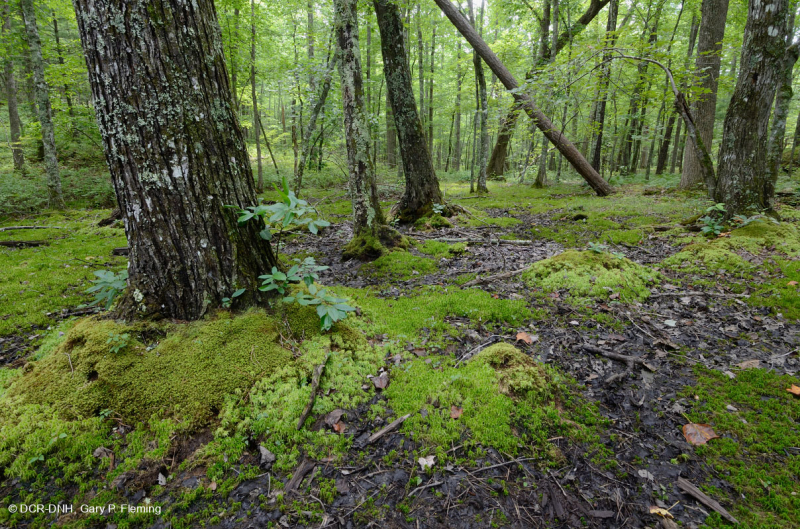 Rừng Trung Appalachian (Loại cao) – CEGL006132