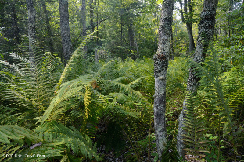 Rừng Trung Appalachian (Loại cao) – CEGL006132