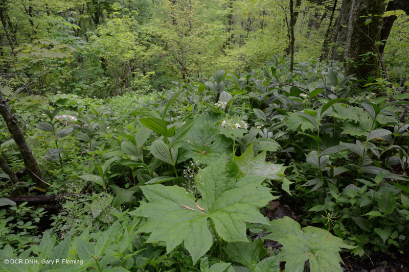 Rêu rỉ ở độ cao lớn của Nam Appalachian (Jewelweed - Loại Scarlet Beebalm) - CEGL004293