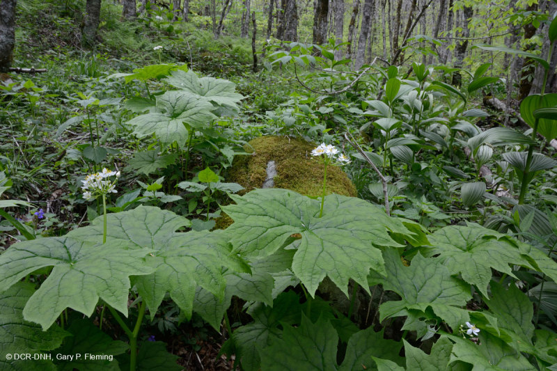 Rêu rỉ ở độ cao lớn của Nam Appalachian (Jewelweed - Loại Scarlet Beebalm) - CEGL004293