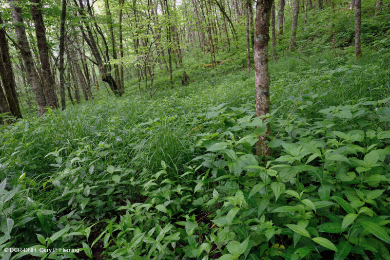 Rêu rỉ ở độ cao lớn của Nam Appalachian (Jewelweed - Loại Scarlet Beebalm) - CEGL004293