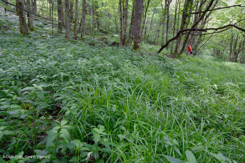 Rêu rỉ ở độ cao lớn của Nam Appalachian (Jewelweed - Loại Scarlet Beebalm) - CEGL004293