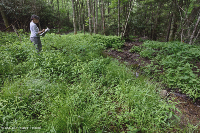 Rêu rỉ ở độ cao lớn của Nam Appalachian (Jewelweed - Loại Scarlet Beebalm) - CEGL004293