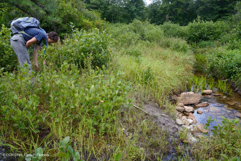 Rừng thông Appalachian Pitch trung tâm – CEGL007056