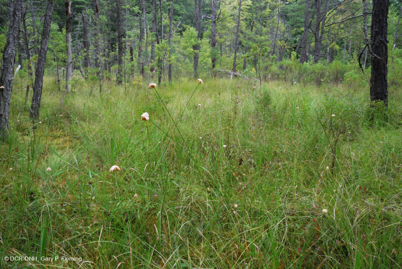 Rừng thông Appalachian Pitch trung tâm – CEGL007056