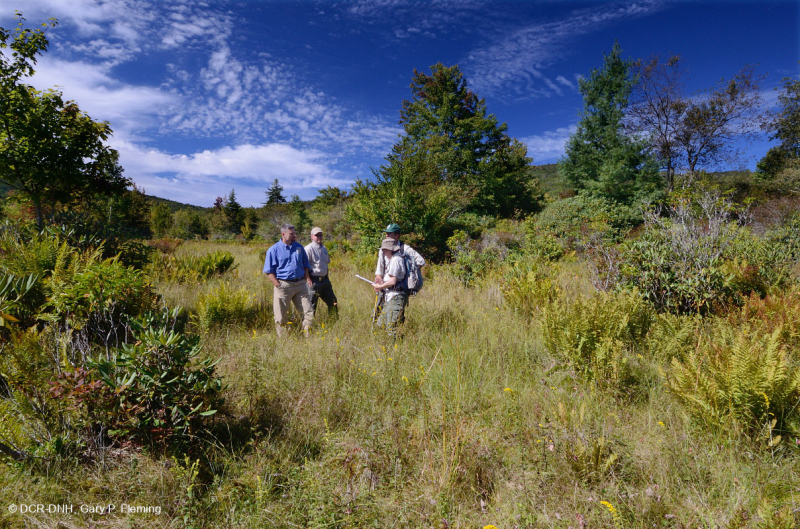 Rừng cây bụi rậm cao nguyên Appalachian phía Nam – CEGL003913