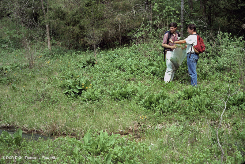 Ridge và thung lũng Calcareous Fen / Thấm