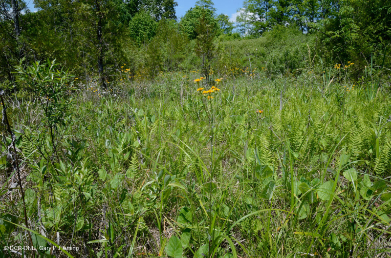 Ridge và thung lũng Calcareous Fen / Thấm