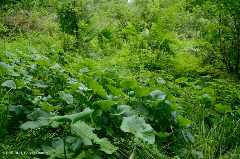 Ridge and Valley Calcareous Spring Marsh (Loại đầm lầy Marigold) – CEGL006245