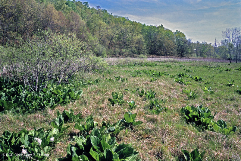 Thung lũng Shenandoah Prairie Fen – CEGL006170