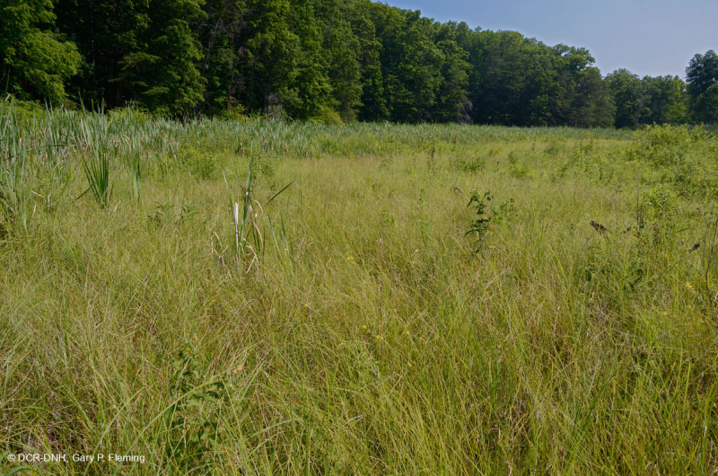 Thung lũng Shenandoah Prairie Fen - CEGL006170
