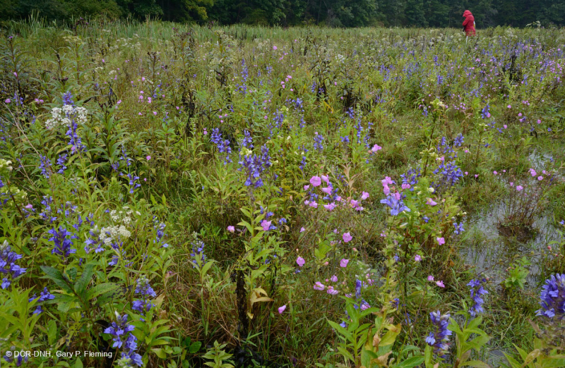 Thung lũng Shenandoah Prairie Fen - CEGL006170