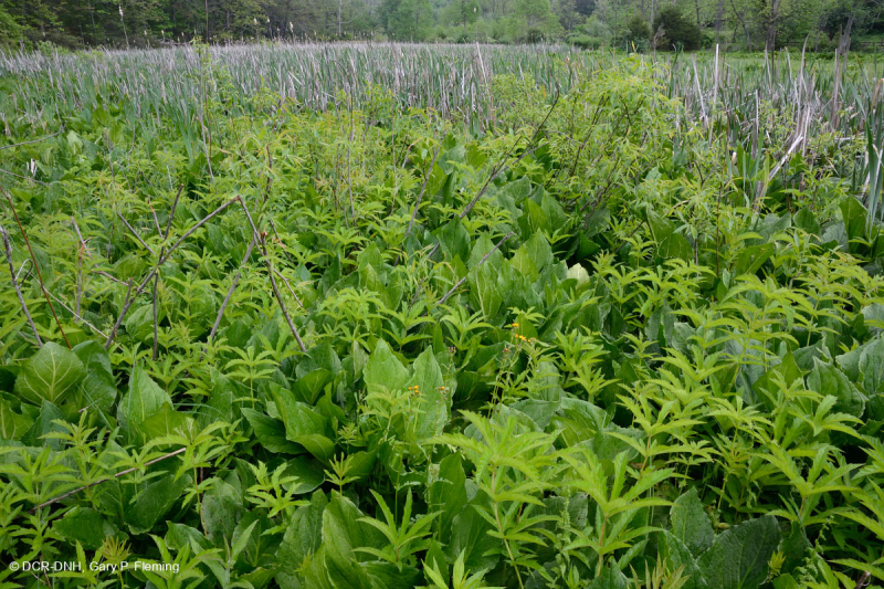 Thung lũng Shenandoah Prairie Fen - CEGL006170