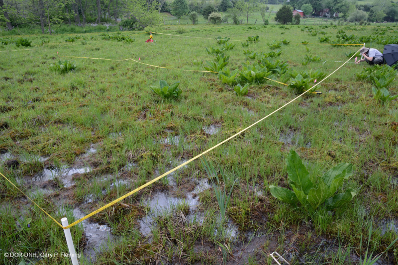 Thung lũng Shenandoah Prairie Fen - CEGL006170