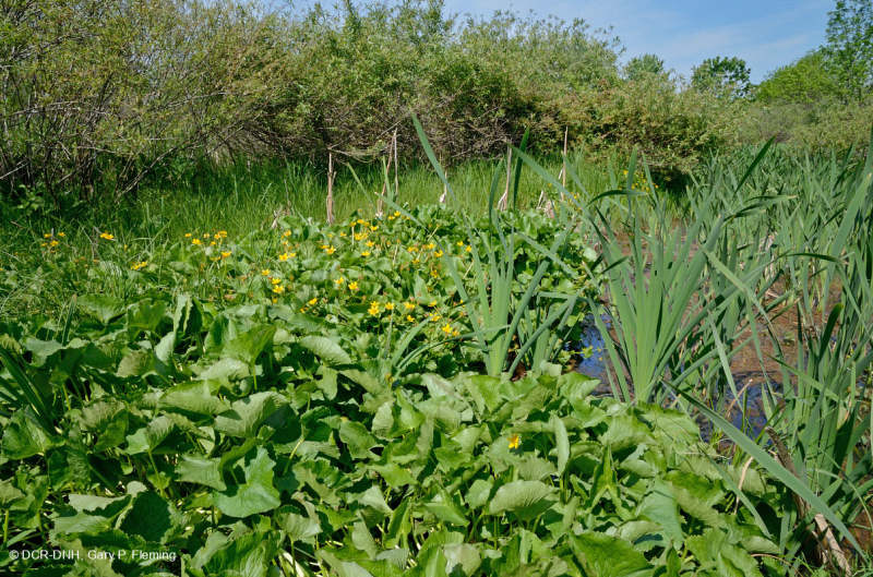 Ridge and Valley Calcareous Spring Marsh (Loại đầm lầy Marigold) – CEGL006245