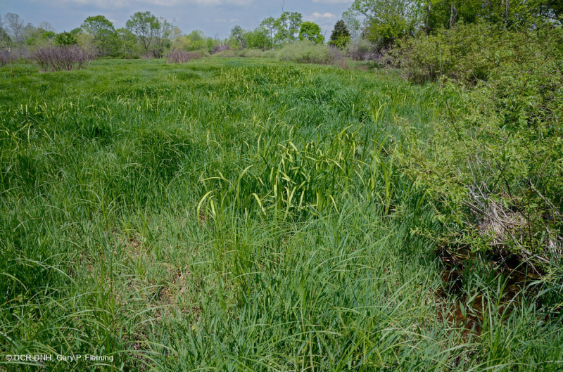 Ridge and Valley Calcareous Spring Marsh (Loại đầm lầy Marigold) – CEGL006245