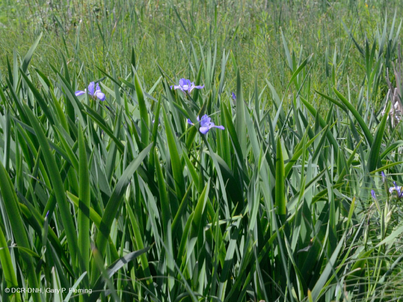 Ridge and Valley Calcareous Spring Marsh (Loại đầm lầy Marigold) – CEGL006245