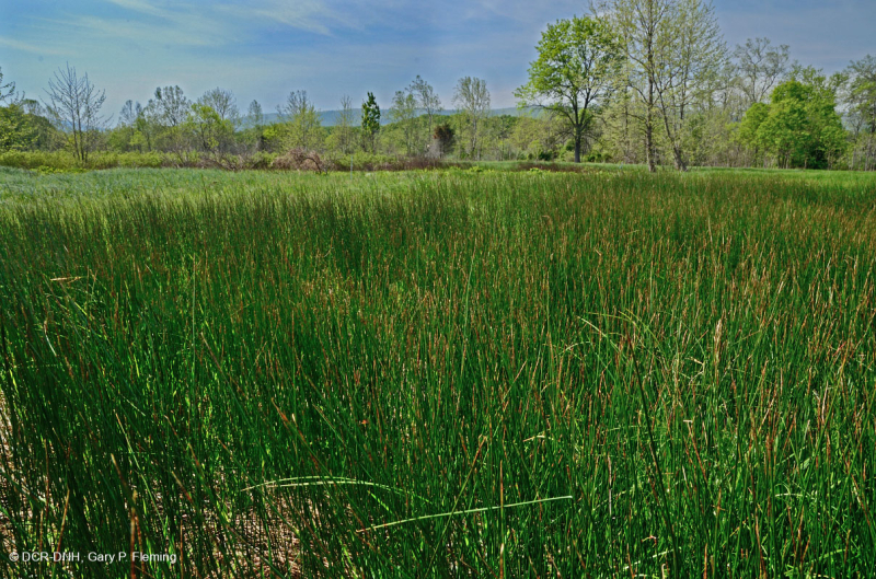 Thung lũng Shenandoah Prairie Fen – CEGL006170