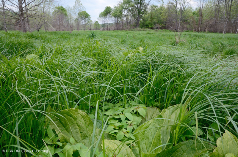 Thung lũng Shenandoah Prairie Fen – CEGL006170