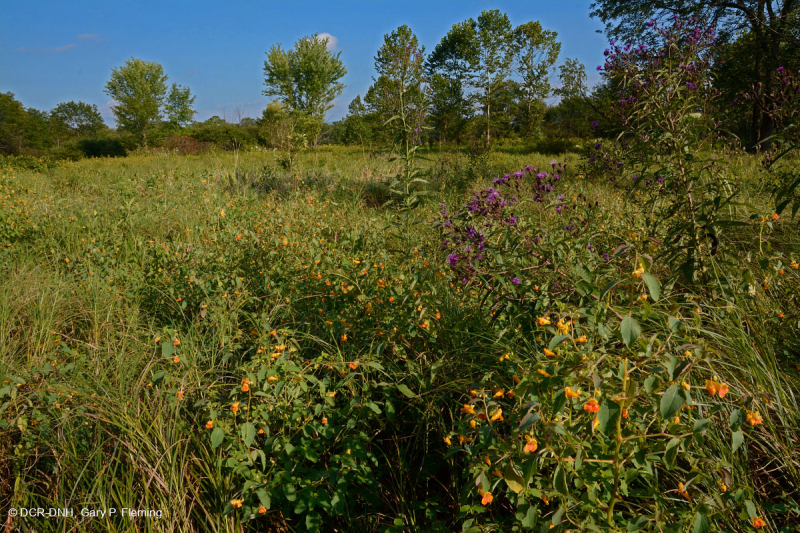 Thung lũng Shenandoah Prairie Fen – CEGL006170