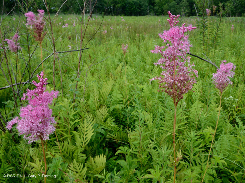 Thung lũng Shenandoah Prairie Fen – CEGL006170