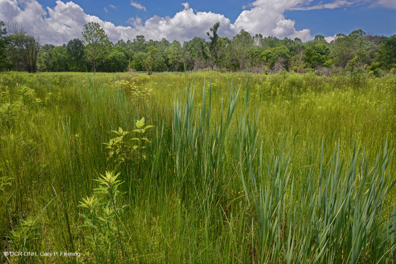 Thung lũng Shenandoah Prairie Fen - CEGL006170