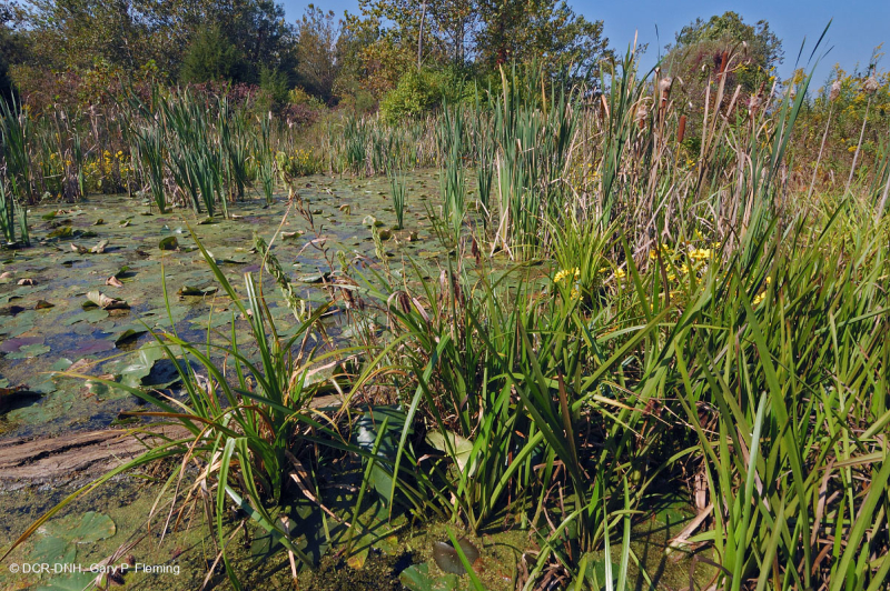 Ridge and Valley Calcareous Spring Marsh (Arrow-Arum - Loại Water Smartweed) – CEGL006244
