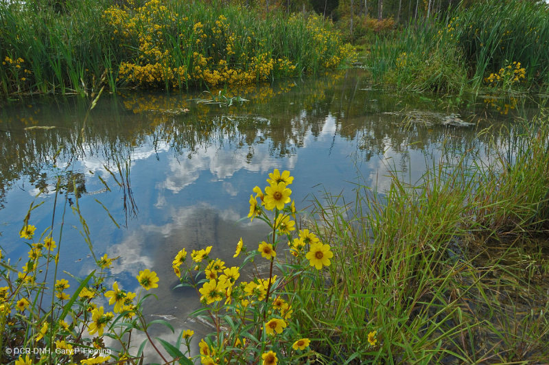 Ridge and Valley Calcareous Spring Marsh (Arrow-Arum - Loại Water Smartweed) – CEGL006244