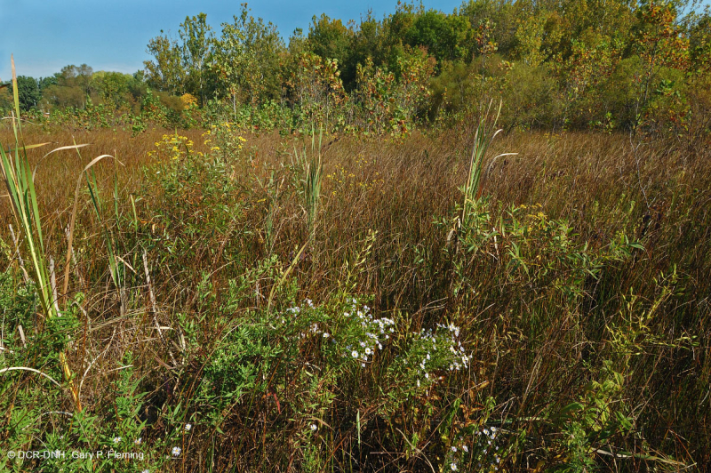 Thung lũng Shenandoah Prairie Fen – CEGL006170