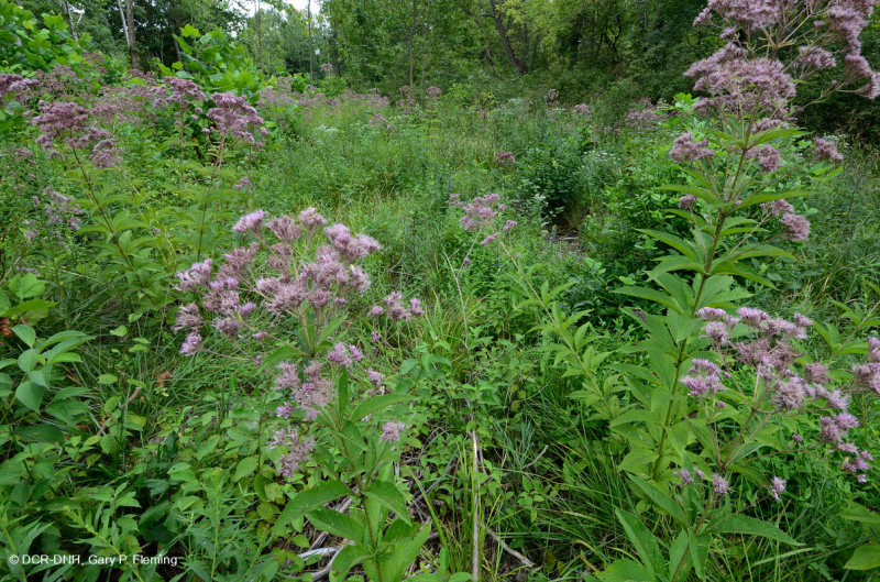 Thung lũng Shenandoah Prairie Fen – CEGL006170