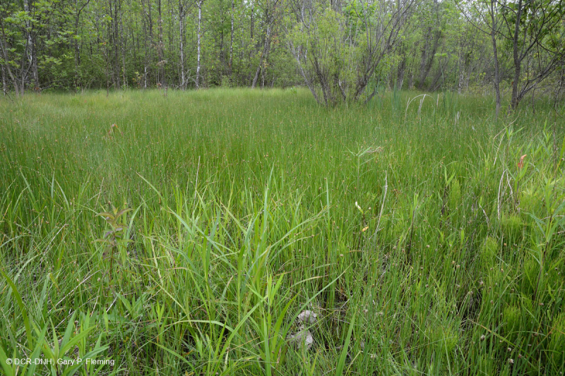 Thung lũng Shenandoah Prairie Fen - CEGL006170