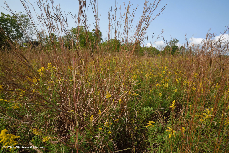 Đồng cỏ cao Appalachian Wet-Mesic - CEGL006039