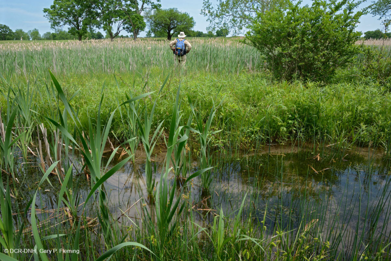 Ridge and Valley Calcareous Spring Marsh (Loại đầm lầy Marigold) – CEGL006245