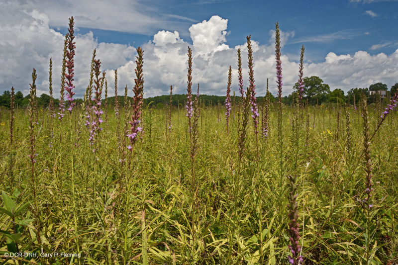 Thung lũng Shenandoah Prairie Fen - CEGL006170
