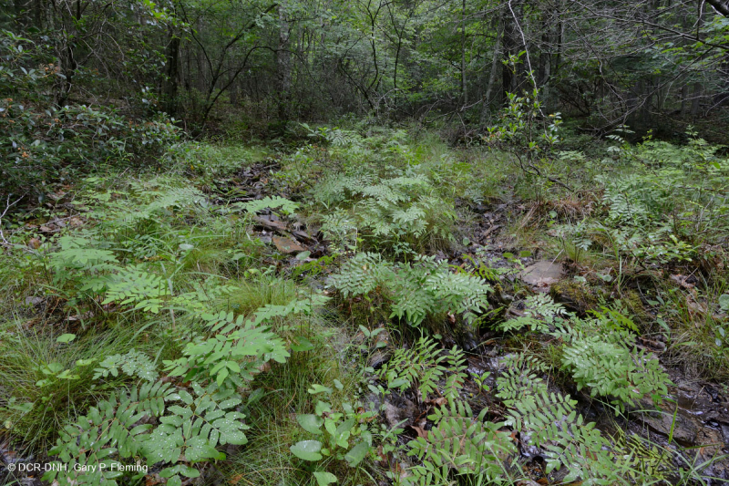 Đầm lầy cây bụi vôi Appalachian Trung tâm / Rò rỉ - CEGL008408