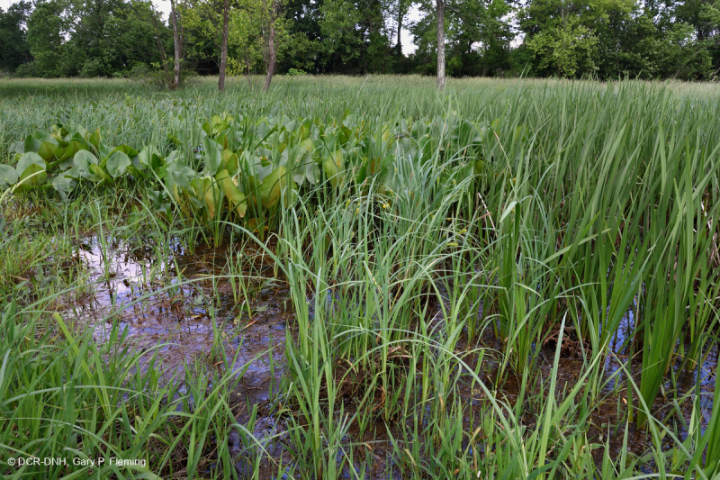 Ridge and Valley Calcareous Spring Marsh (Arrow-Arum - Loại Water Smartweed) – CEGL006244