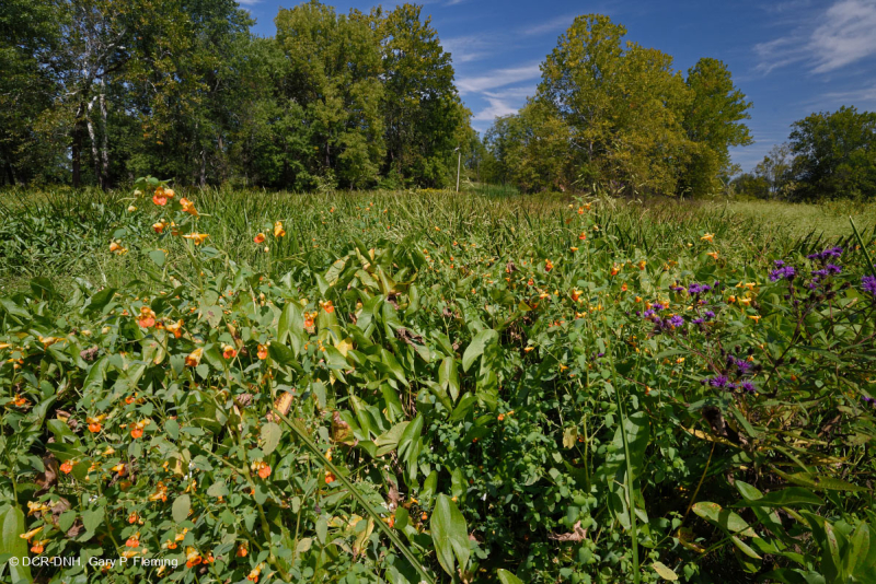 Ridge and Valley Calcareous Spring Marsh (Arrow-Arum - Loại Water Smartweed) – CEGL006244