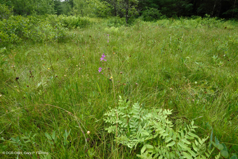 Southern Blue Ridge Mafic Fen (Loại thảo mộc thấp) – CEGL003917