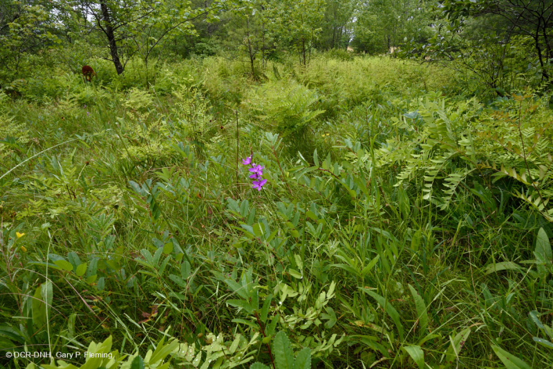 Southern Blue Ridge Mafic Fen (Loại thảo mộc thấp) – CEGL003917