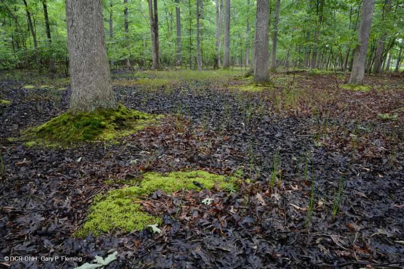 Đầm lầy trũng ven biển (cây sồi liễu - cây thích đỏ - loại cây kẹo ngọt) – CEGL006110