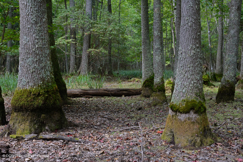 Ao theo mùa đồng bằng ven biển (Đầm lầy Tupelo - Loại sồi Overcup) – CEGL006223