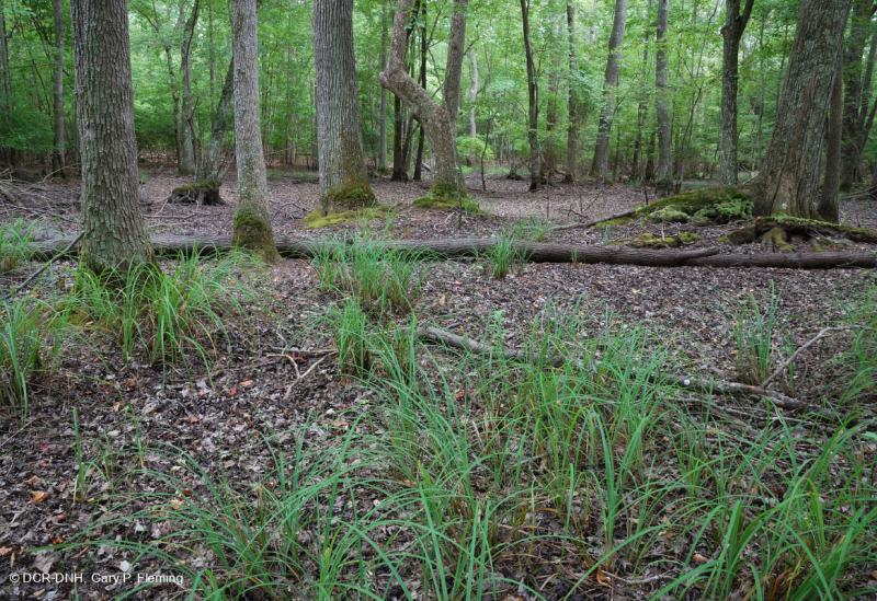 Ao theo mùa đồng bằng ven biển (Đầm lầy Tupelo - Loại sồi Overcup) – CEGL006223