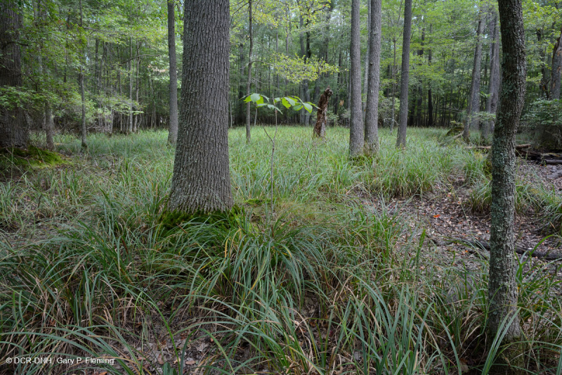 Đầm lầy trũng ven biển (cây sồi liễu - cây thích đỏ - loại cây kẹo ngọt) – CEGL006110